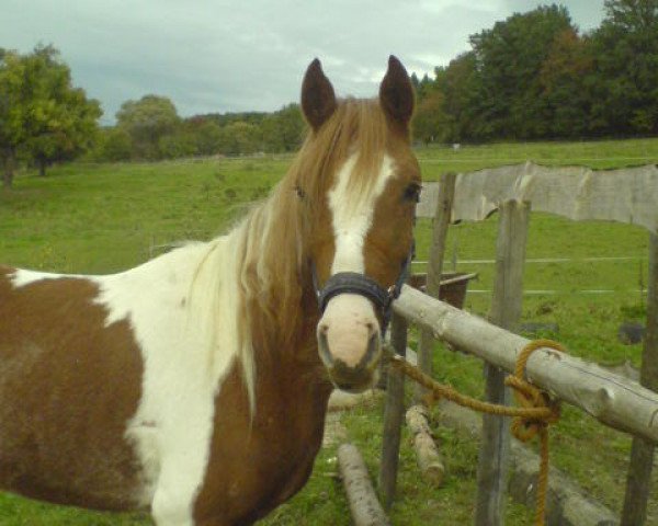 horse Rhashid (Lewitzer, 2005, from Robin)