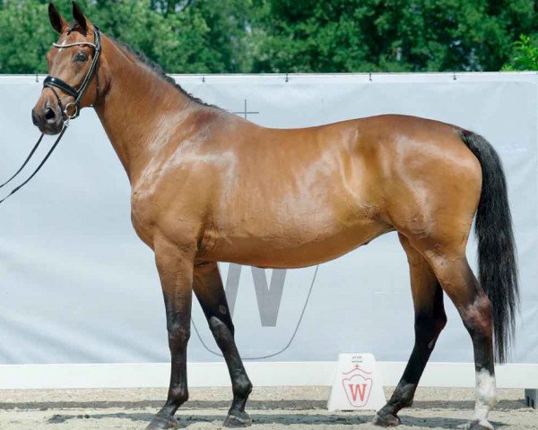 broodmare Christel von der Post (Westphalian, 2015, from Christ)
