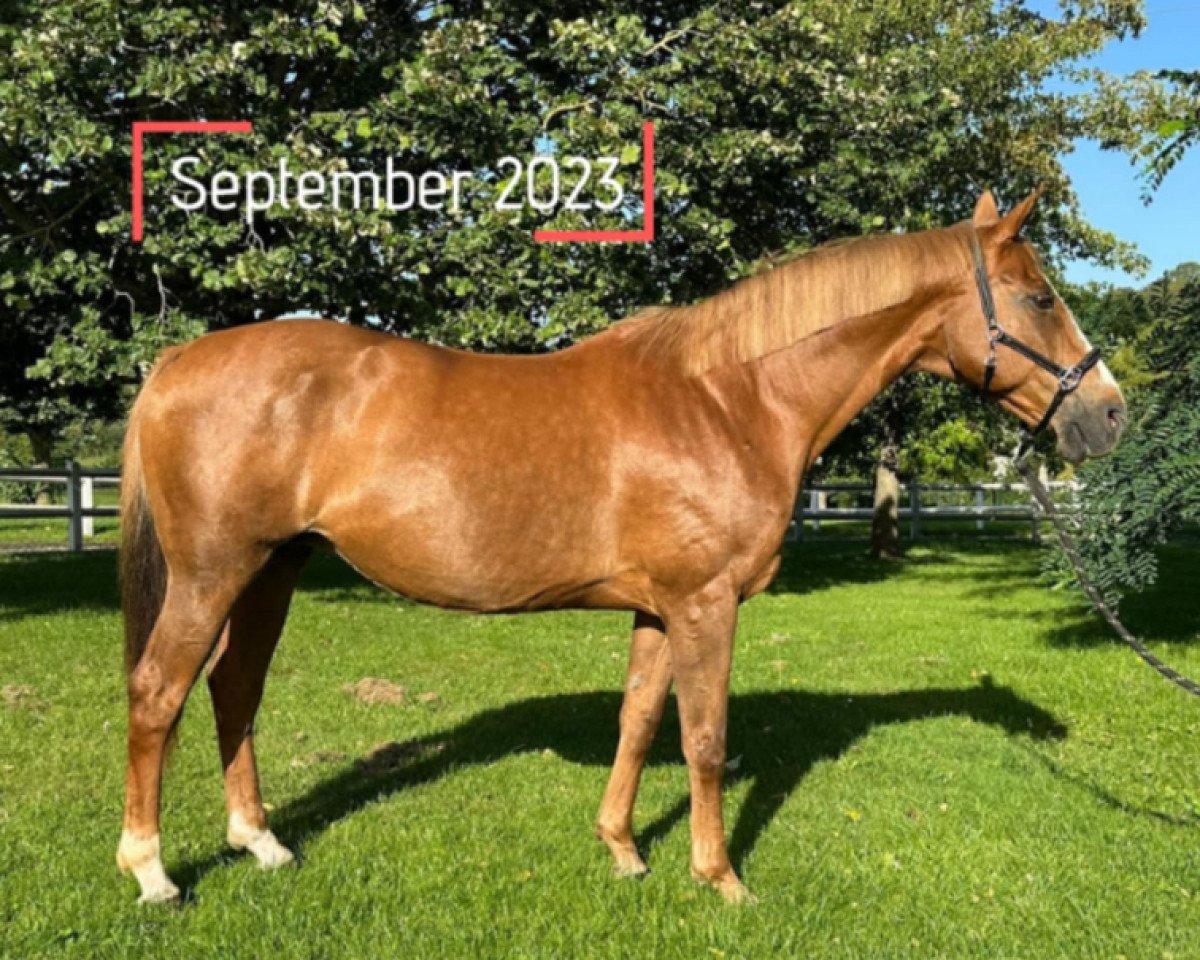broodmare Si Jolie Villers (Selle Français, 2006, from Happy Villers)