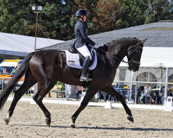 dressage horse Harrison 14 (Hanoverian, 2013, from Heinrich Heine)