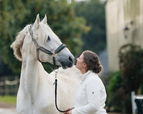 horse Armas Solitario (Pura Raza Espanola (PRE), 2000)