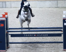 Springpferd Hui Buh Rl (Holsteiner, 2014, von Hermes d'Authieux AA)