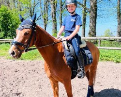 dressage horse Bounty Boy (German Riding Pony, 2009)