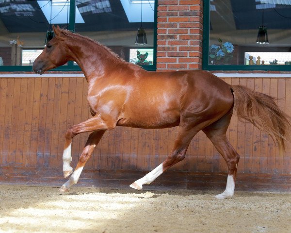 Pferd Dobby LC (Oldenburger, 2021, von Donier)