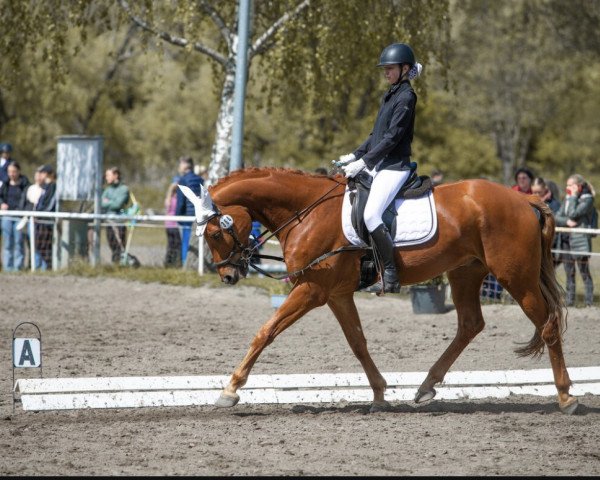 horse Fortes 3 (German Sport Horse, 2016, from Fürsten-Look)