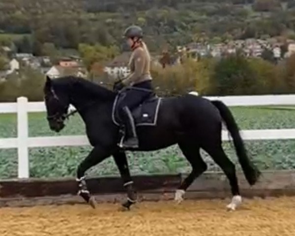 horse Rabea Bonita (Oldenburg, 2017, from Movie Star L)