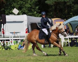 dressage horse Dalliana (Pony without race description, 2015)