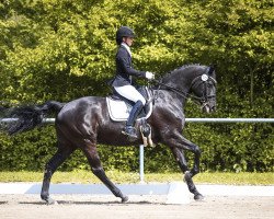 dressage horse Violina's Melody (Hanoverian, 2013, from Viscount 22)