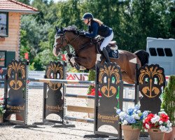 jumper QUASI BLUE (Oldenburg show jumper, 2016, from Quasimodo vd Molendreef)