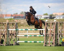 jumper Impair (KWPN (Royal Dutch Sporthorse), 2013, from Quasimodo Z)