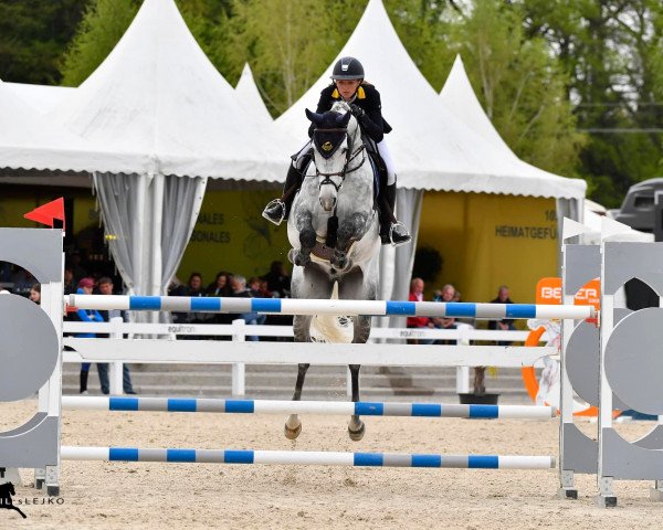 Springpferd C'Est Nino B (Oldenburger Springpferd, 2014, von Cador 5)