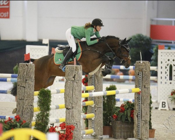 Deckhengst Staletto Zge (Österreichisches Warmblut, 2014, von Stakkato Gold)