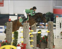 stallion Staletto Zge (Austrian Warmblood, 2014, from Stakkato Gold)