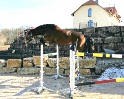 Zuchtstute Quintine (Oldenburger Springpferd, 2016, von Quint)