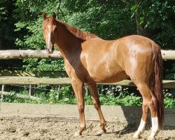 dressage horse Double Red Pepper (Hanoverian, 2019, from Dohnanyi 5)