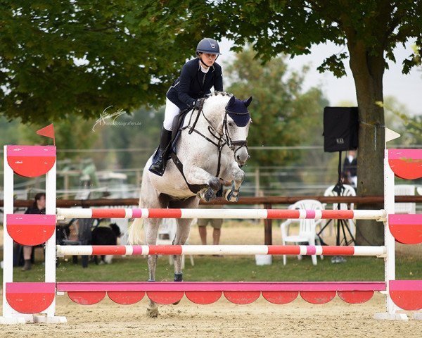 jumper Chicago 184 (Hanoverian, 2011, from Clinton I)