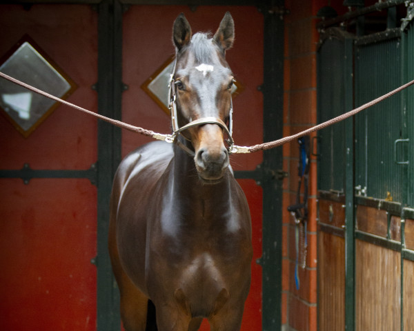jumper Garrido Top K (Hanoverian, 2019, from Grey Top)