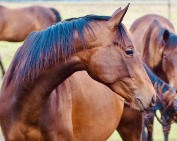 Zuchtstute Hirtenblut (Trakehner, 2021, von Tipsy's Pet xx)