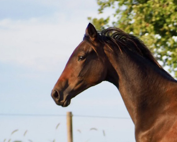 broodmare Hirtenblüte (Trakehner, 2022, from Tipsy's Pet xx)