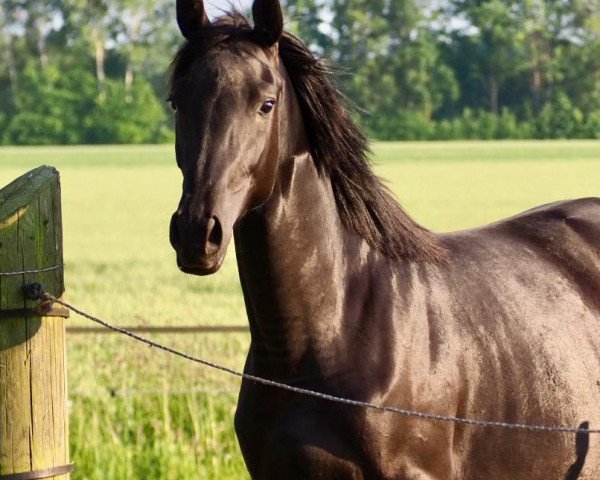 Zuchtstute Maxima (Trakehner, 2021, von Tipsy's Pet xx) Zuchtstute Maxima (Trakehner, 2021, von Tipsy's Pet xx)
