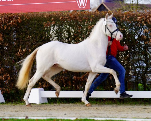 Pferd Tortue (Deutsches Reitpony, 2021, von Top Champion)