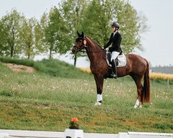dressage horse Da Vinci 377 (German Sport Horse, 2018, from Don Nobless)