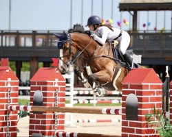 jumper Il Divo (KWPN (Royal Dutch Sporthorse), 2013, from Nabab de Rêve)