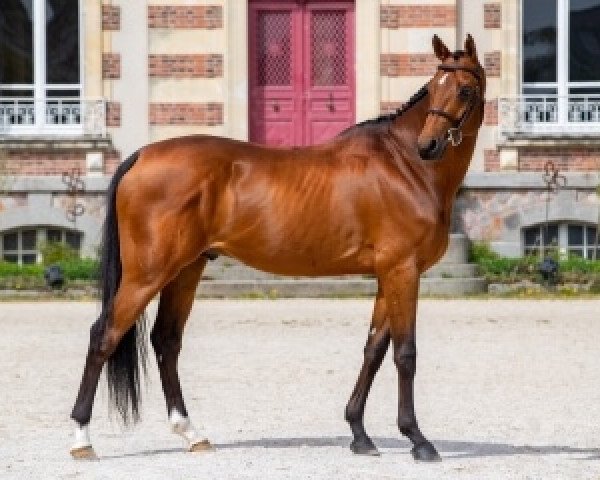 jumper Prestige Kalone AA (Anglo-Arabs, 2010, from Potter du Manaou AA)