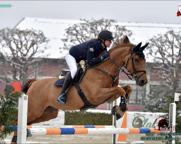 jumper Axel 7 (Austrian Warmblood, 2004, from Ahorn)