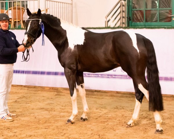 stallion Sun Weltino W (Pinto with riding horses pedigree, 2021, from Sunny Boy Junior)