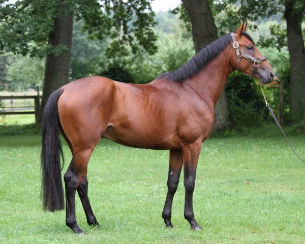 stallion I'll Win Domerguie AA (Anglo-Arabs, 2018, from Potter du Manaou AA)