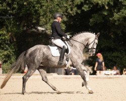 dressage horse C'Est La Vie P (Rhinelander, 2019, from FS Cesarion)
