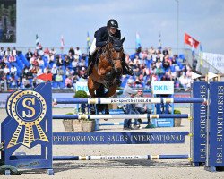 jumper MiSANTO Sparkle (Württemberger, 2009, from Stalypso)