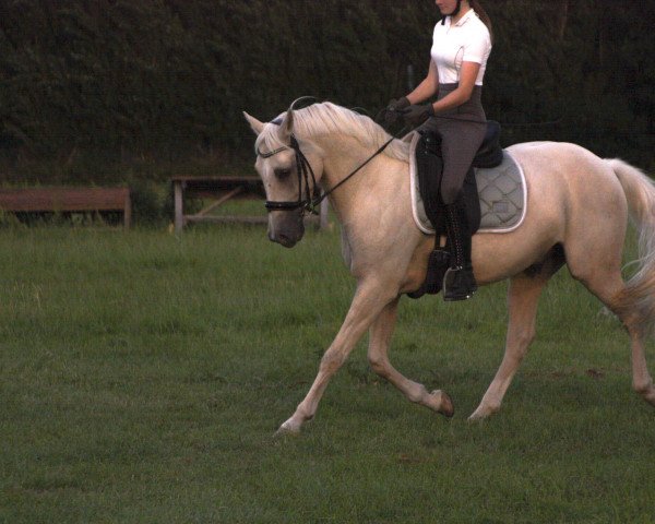 Pferd Zevenhof’s Fendi (Nederlands Welsh Ridepony, 2016, von Vigaro)