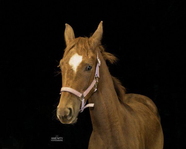 horse Sweet Fairytale (Fee) (Westphalian, 2023, from Son of Stevertal)
