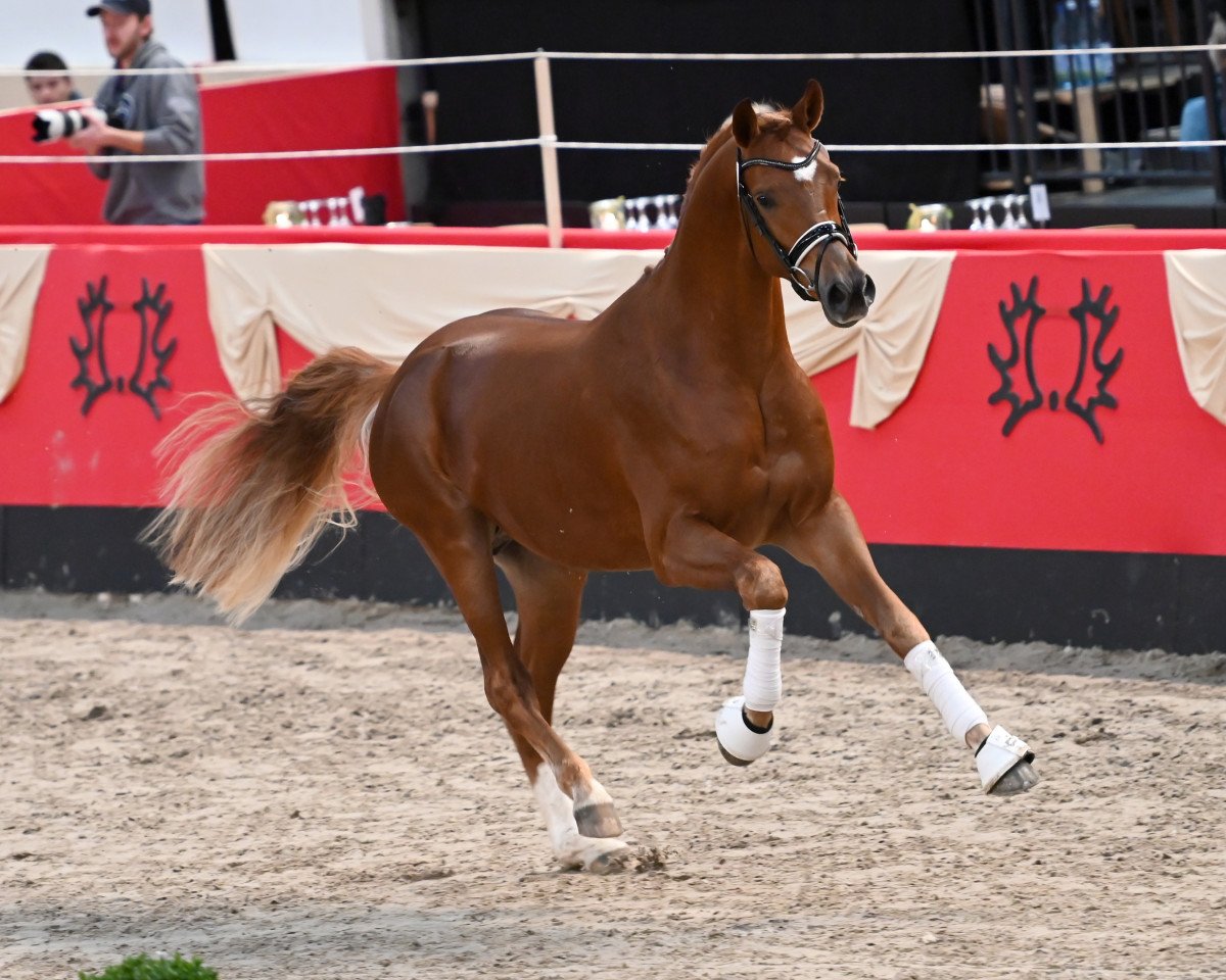stallion Camar Bahrain (Trakehner, 2021, from Arian Shah ox)