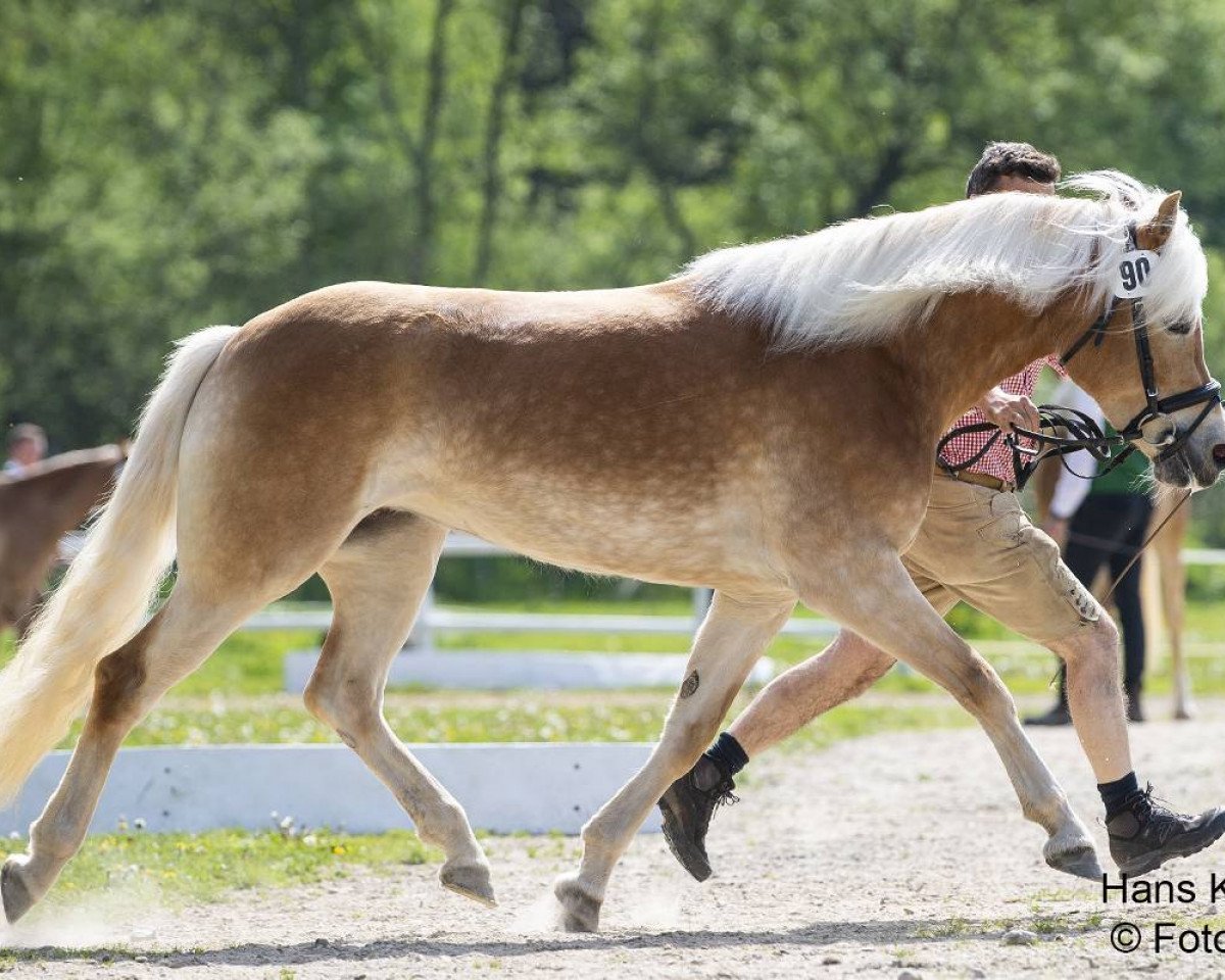 broodmare Lia (Haflinger, 2020, from Wintersturm)