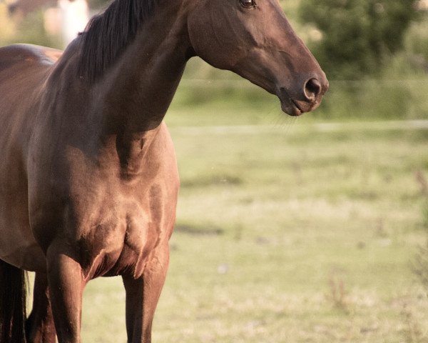 horse Felicity (KWPN (Royal Dutch Sporthorse), 2010, from Glock's Johnson Tn)