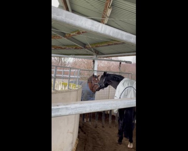 Video von Sandokan 319