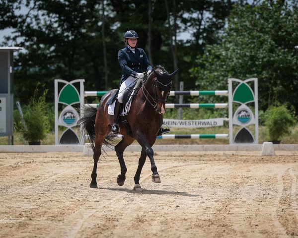 dressage horse Quelle Chance 6 (Rhinelander, 2013, from Quotenkoenig 2)