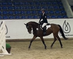 jumper Olé on Fire (Oldenburg show jumper, 2019, from Origi D'o)