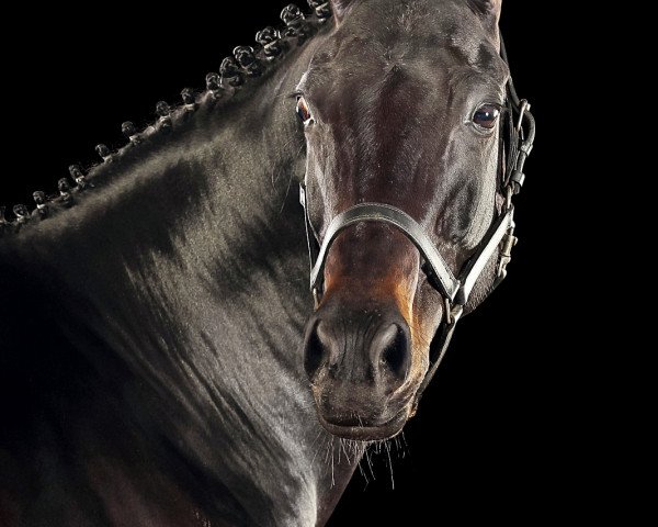 Springpferd Fürstin Fontana (Hannoveraner, 2010, von Fürst Romancier) Springpferd Fürstin Fontana (Hannoveraner, 2010, von Fürst Romancier)