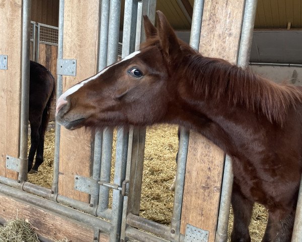 horse Hengst von Va Bene / Feinrich (Westphalian, 2022, from DSP VA Bene)