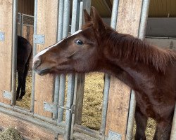 Pferd Hengst von Va Bene / Feinrich (Westfale, 2022, von DSP VA Bene)