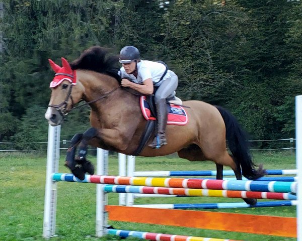 jumper Quorum 6 (unknown, 2008)