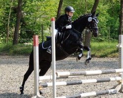 Dressurpferd Khoal Black GF (Arabisches Halbblut / Partbred, 2002, von Khalvin Khlein KpM)