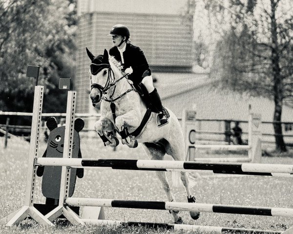 jumper Atlantic New Dawn (Connemara Pony, 2011, from I Love You Melody)