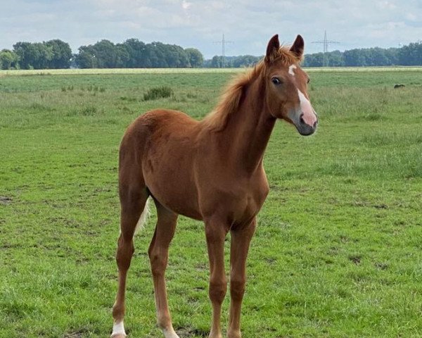 horse Stella Girl (Rhinelander, 2021, from For Donnerhall)