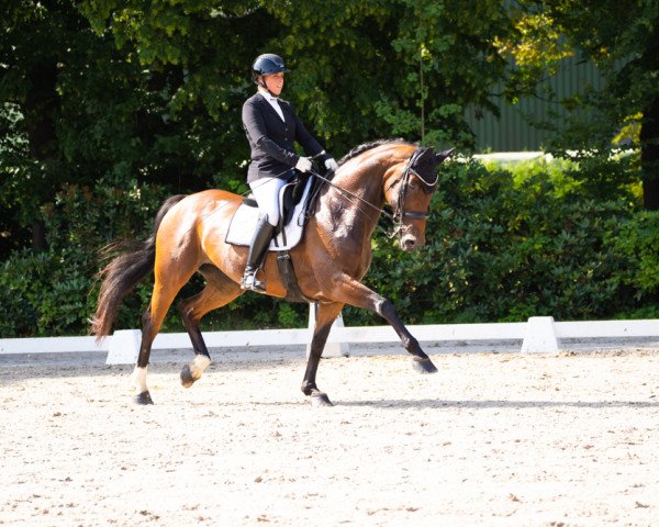 dressage horse Lemony's Lady (Westphalian, 2014, from Lemony's Nicket)