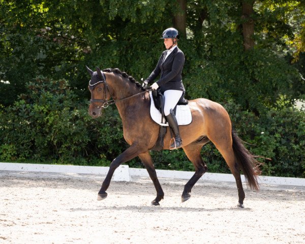 dressage horse Decantado (Westphalian, 2017, from D'Egalite)